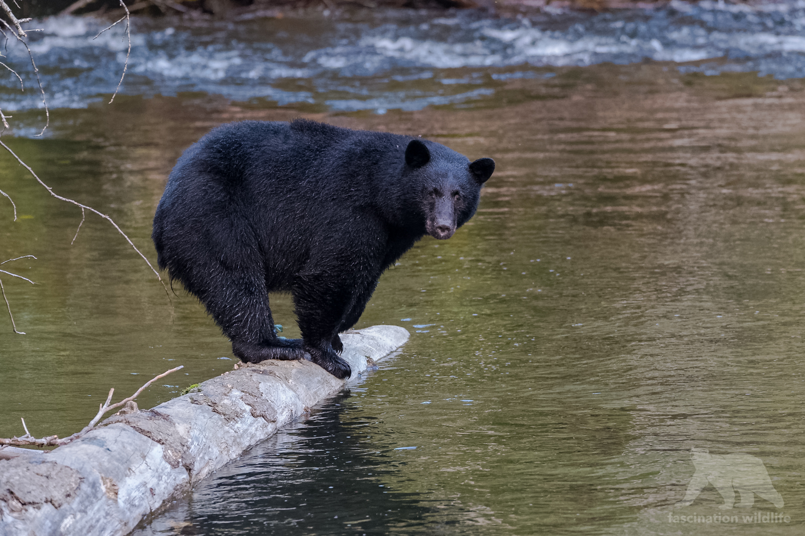 Black Bears Canada Fascination Wildlife