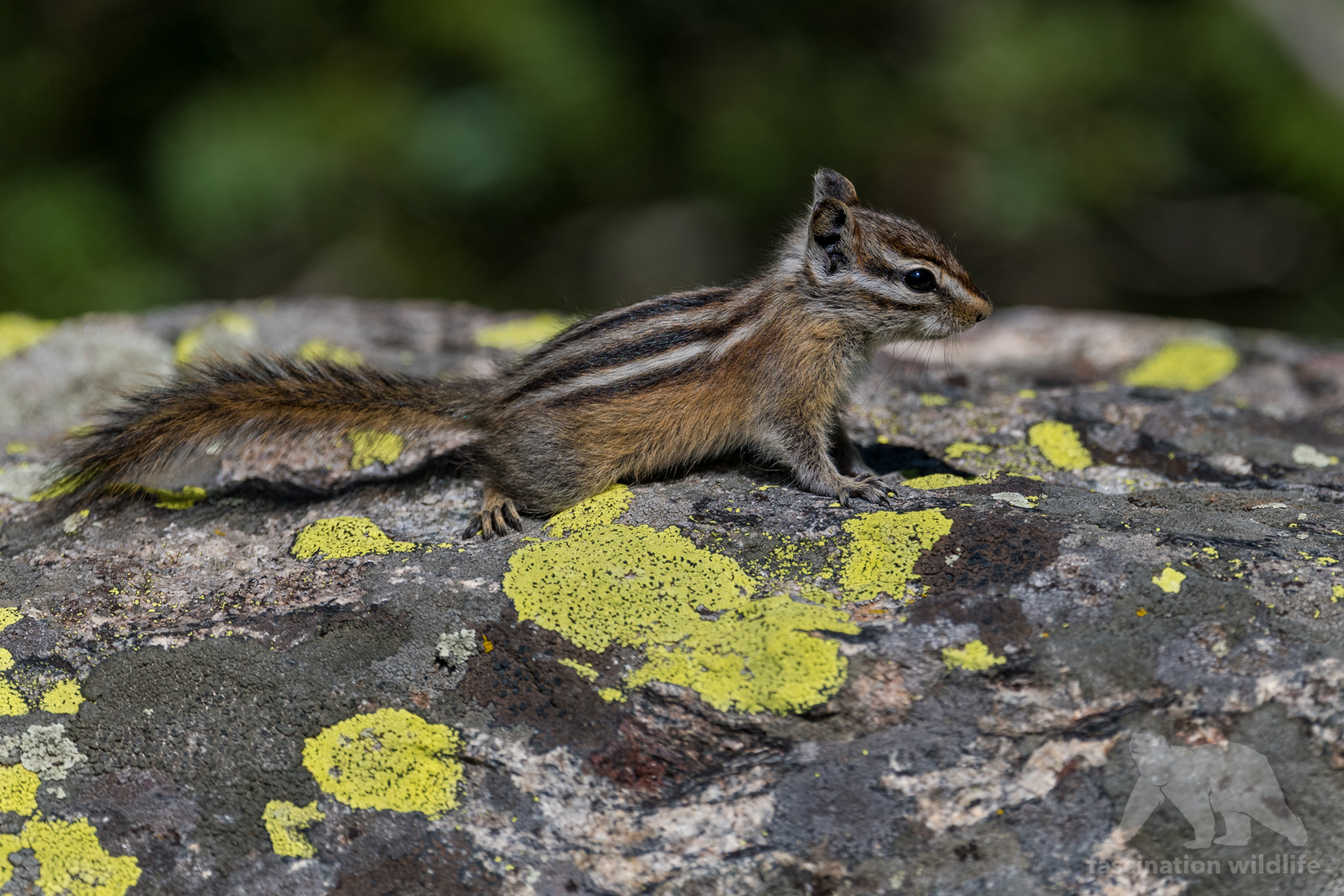 Wild Colorado Fascination Wildlife