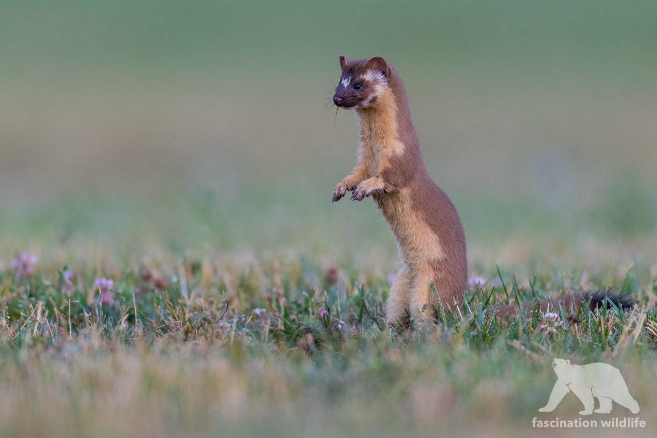 Longtailed weasel Fascination Wildlife