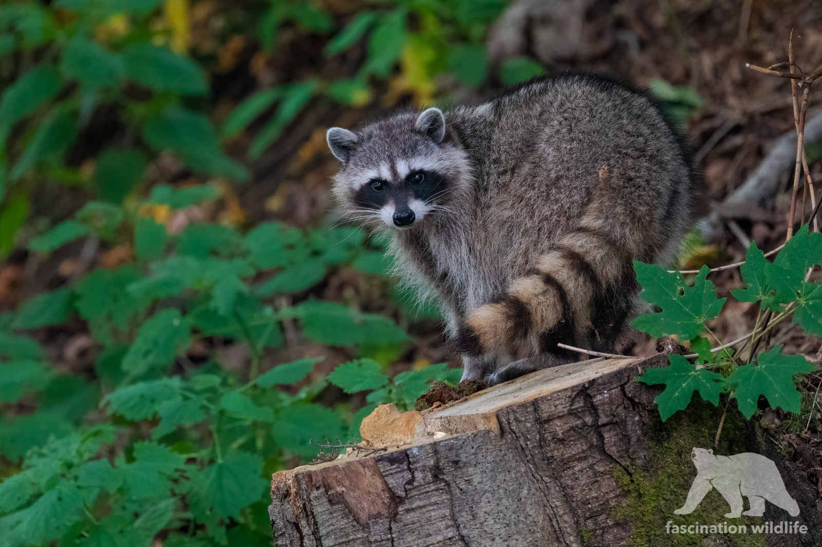 racoon1