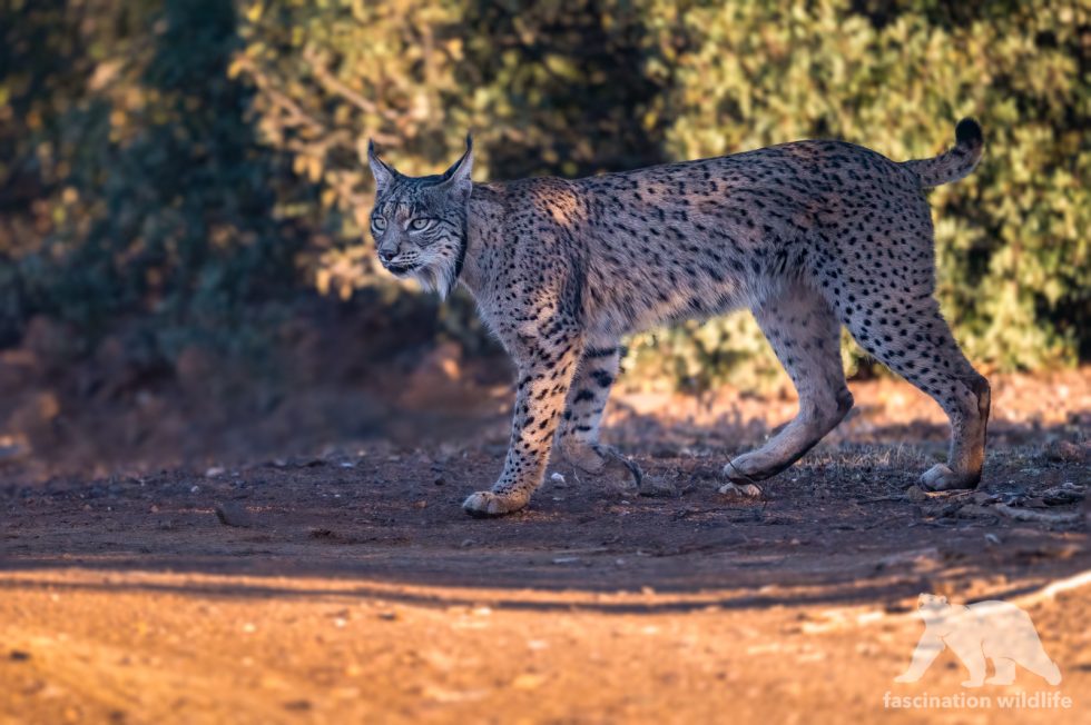 Iberian Lynx Fascination Wildlife