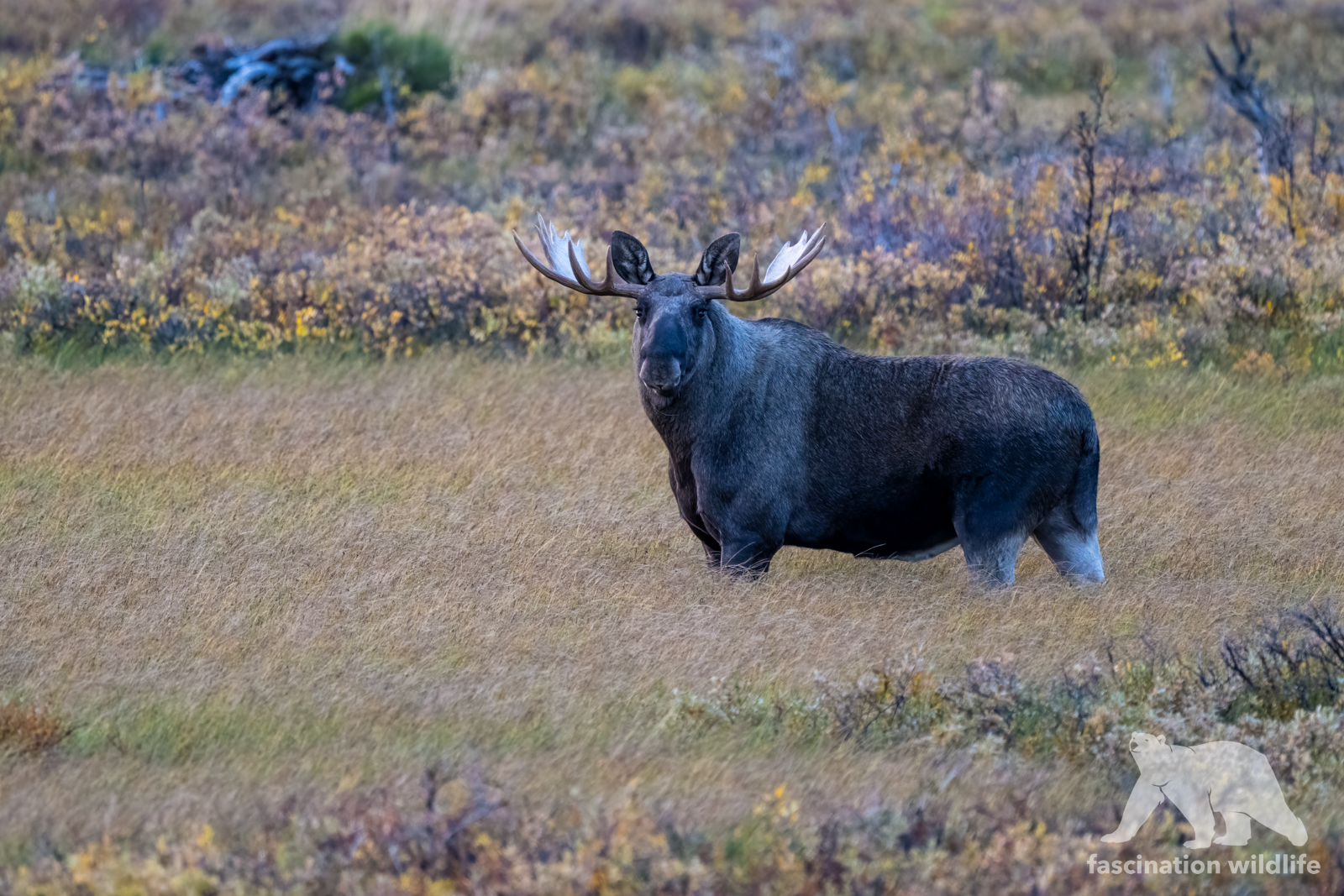 moose1