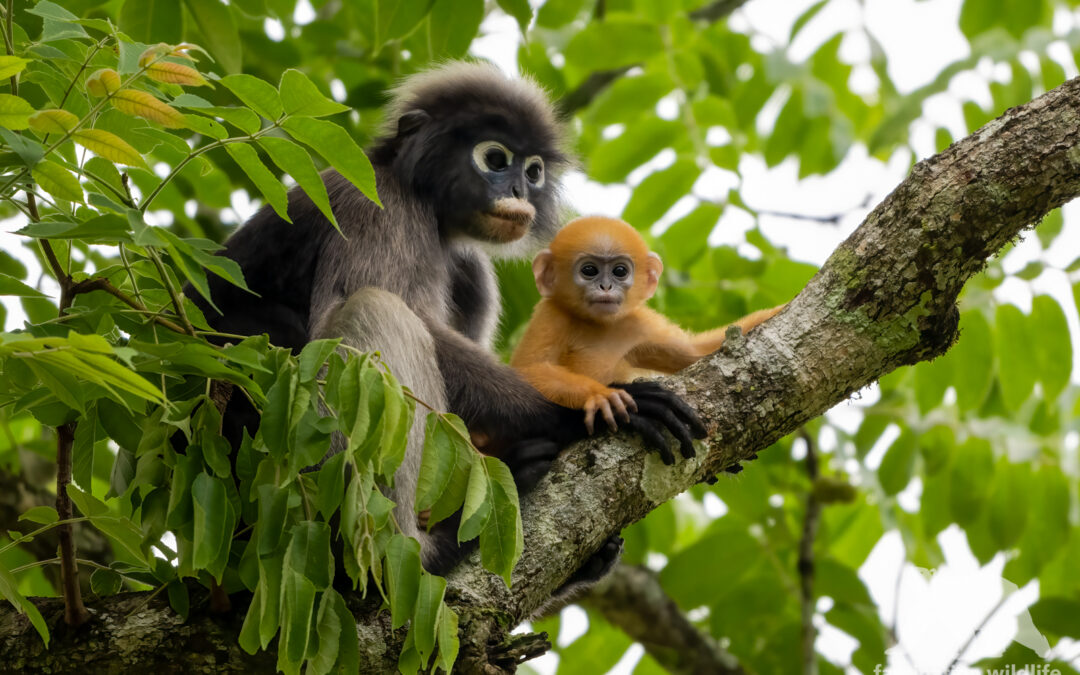 Dusky langur