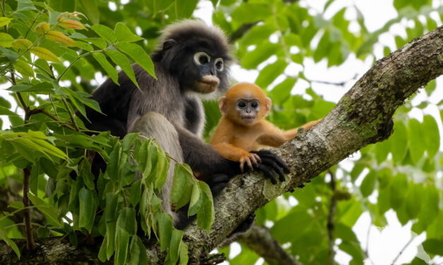 Dusky langur