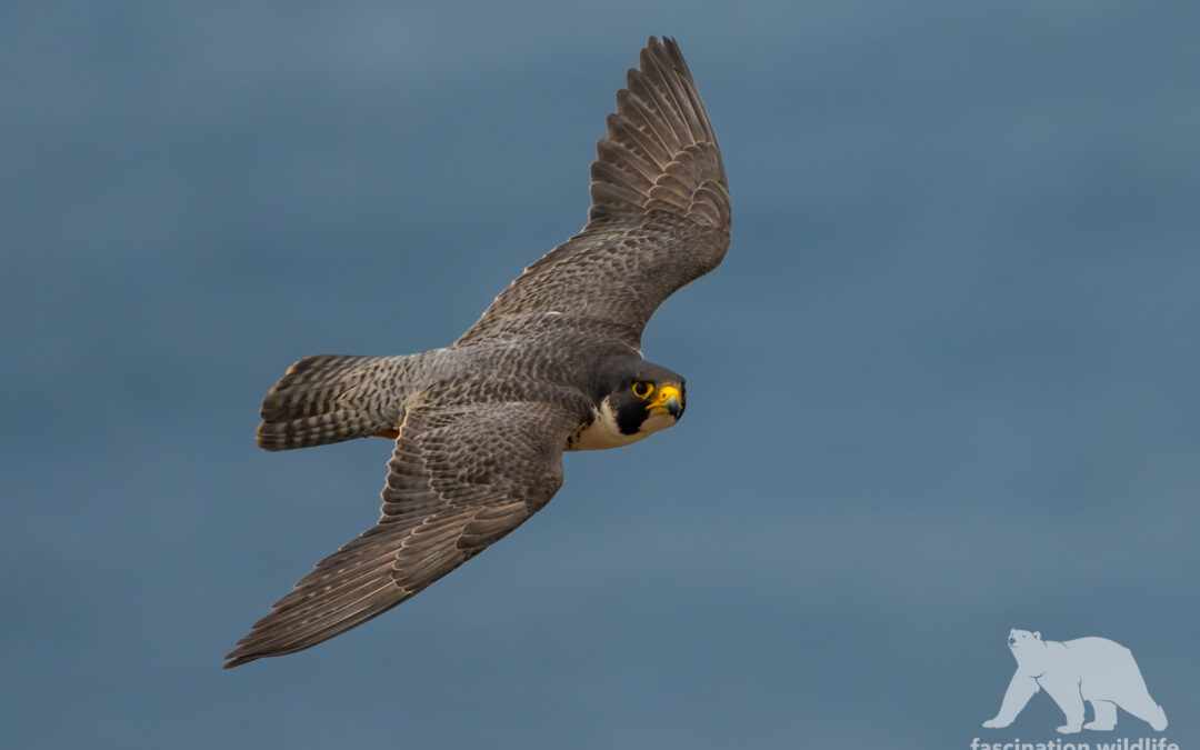 Peregrine falcon