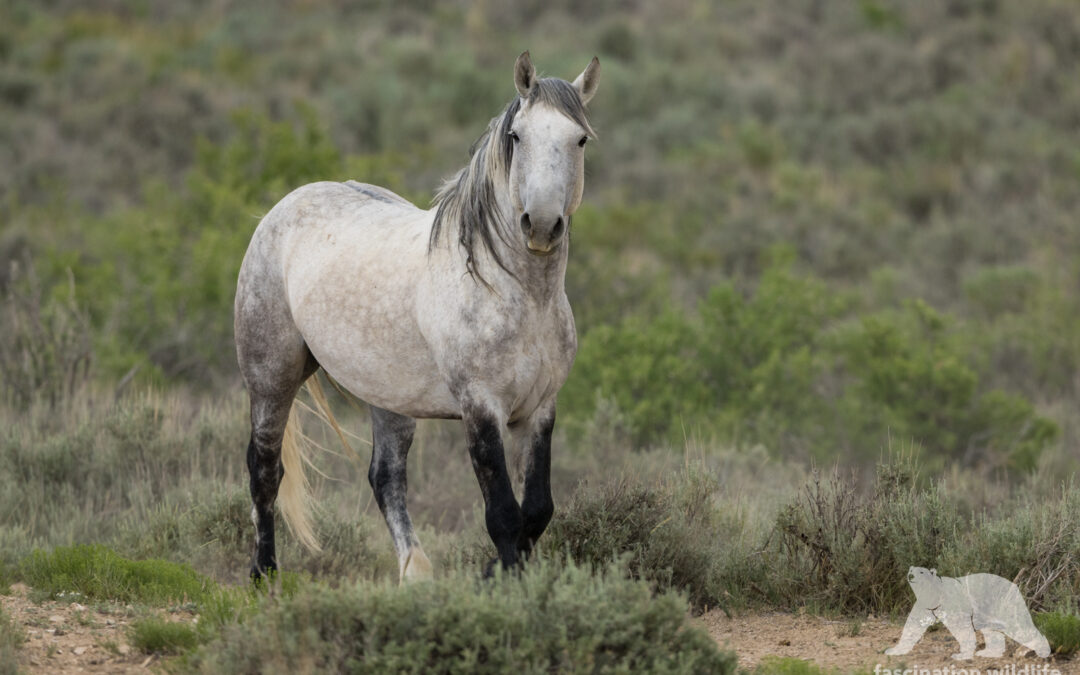 Wild horse