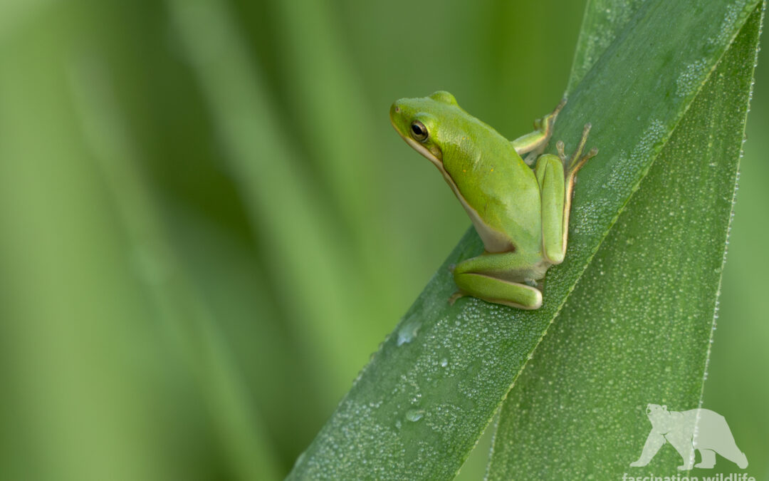Green tree frog