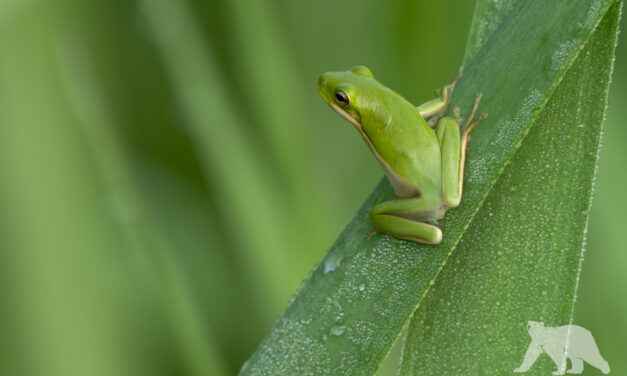 Green tree frog
