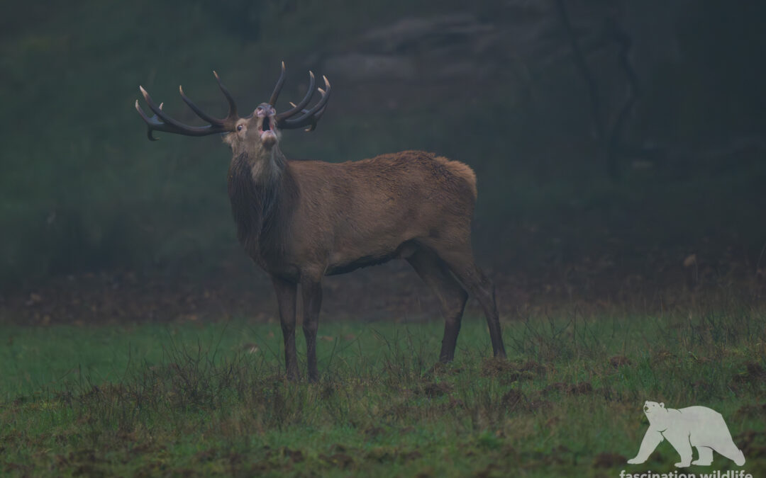 Red deer stag