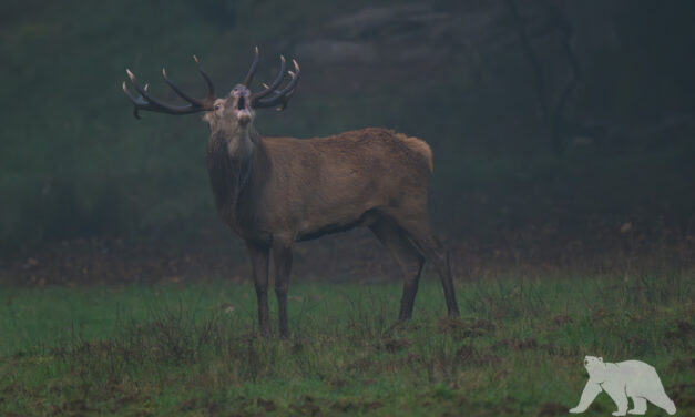 Red deer stag