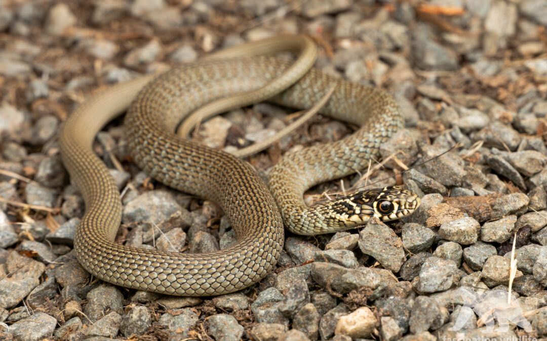 Western whip snake