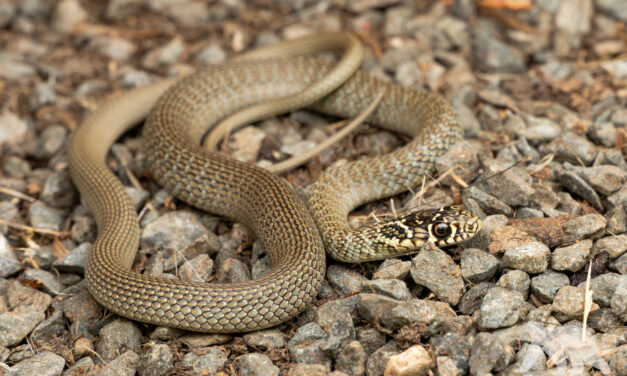Western whip snake