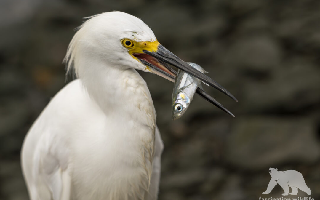 Snowy egret