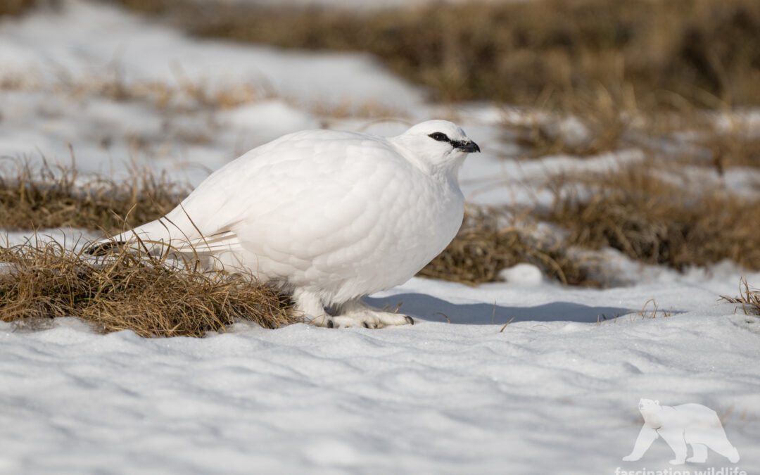 Rock ptarmigan