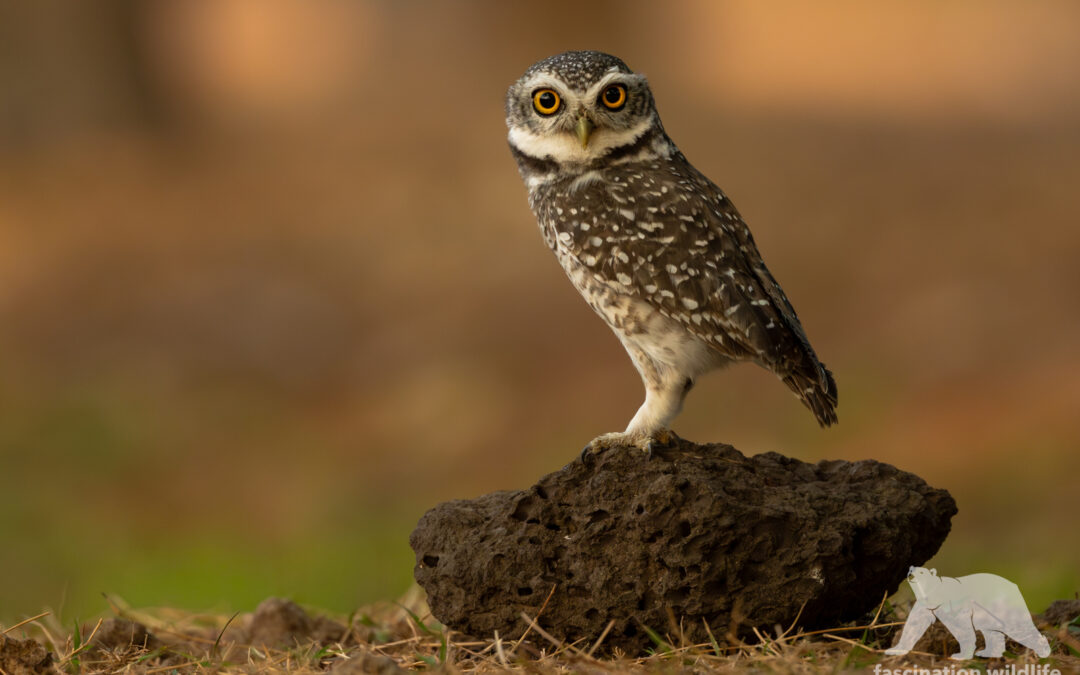 Spotted owlet