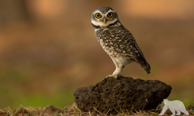 Spotted owlet