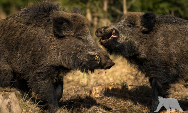 Wild boar