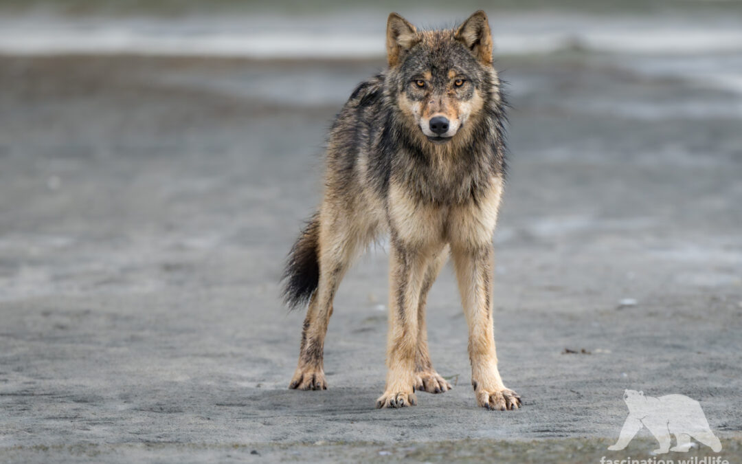 Coastal Wolves of the Pacific Northwest