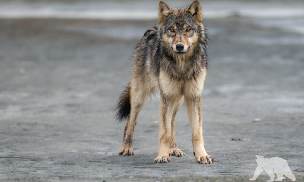 Coastal Wolves of the Pacific Northwest