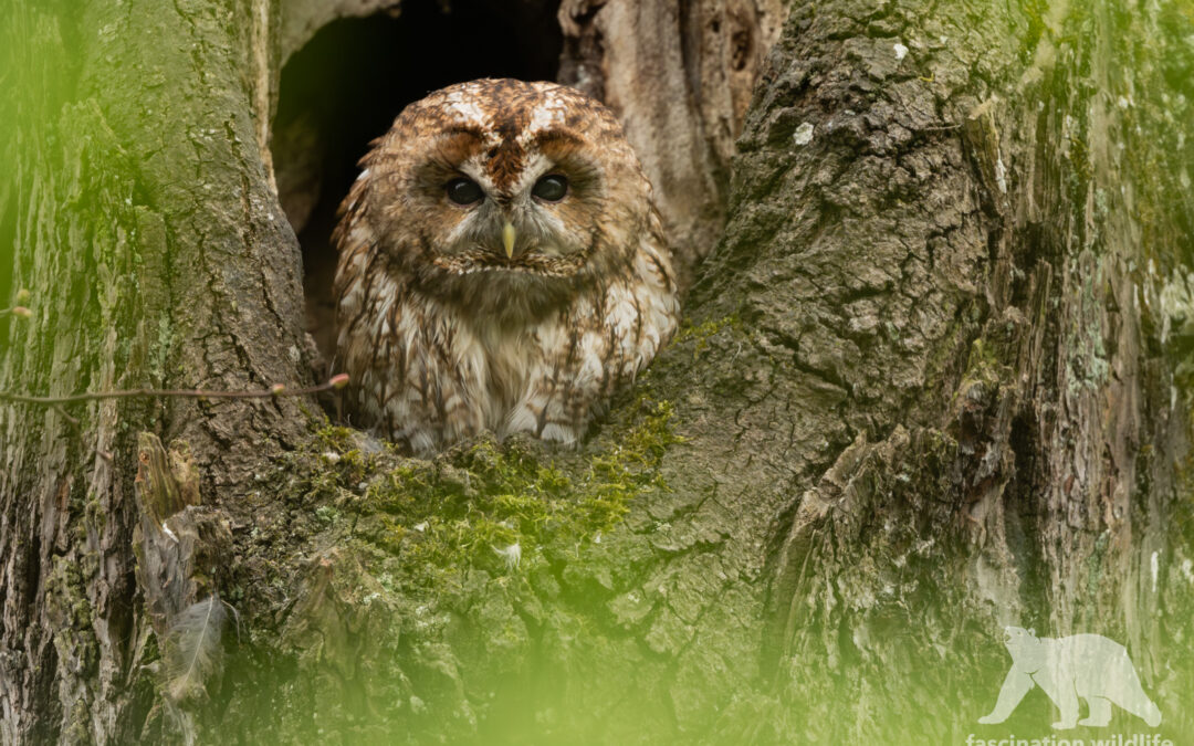 Tawny owl