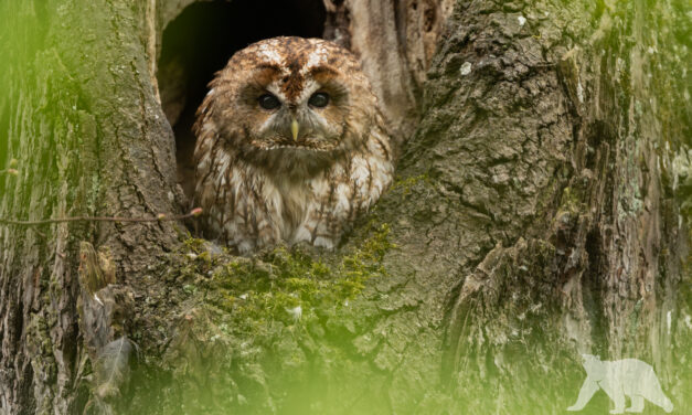 Tawny owl
