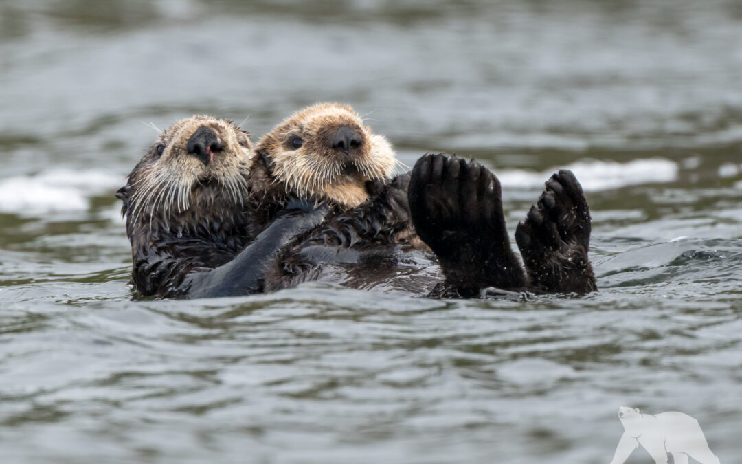 Sea otter