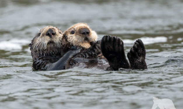 Sea otter