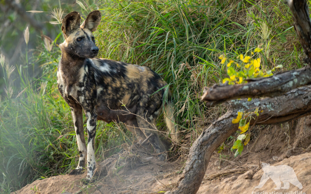 African wild dog