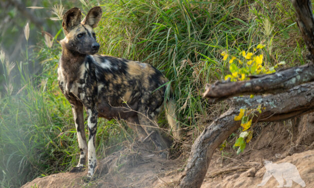 African wild dog