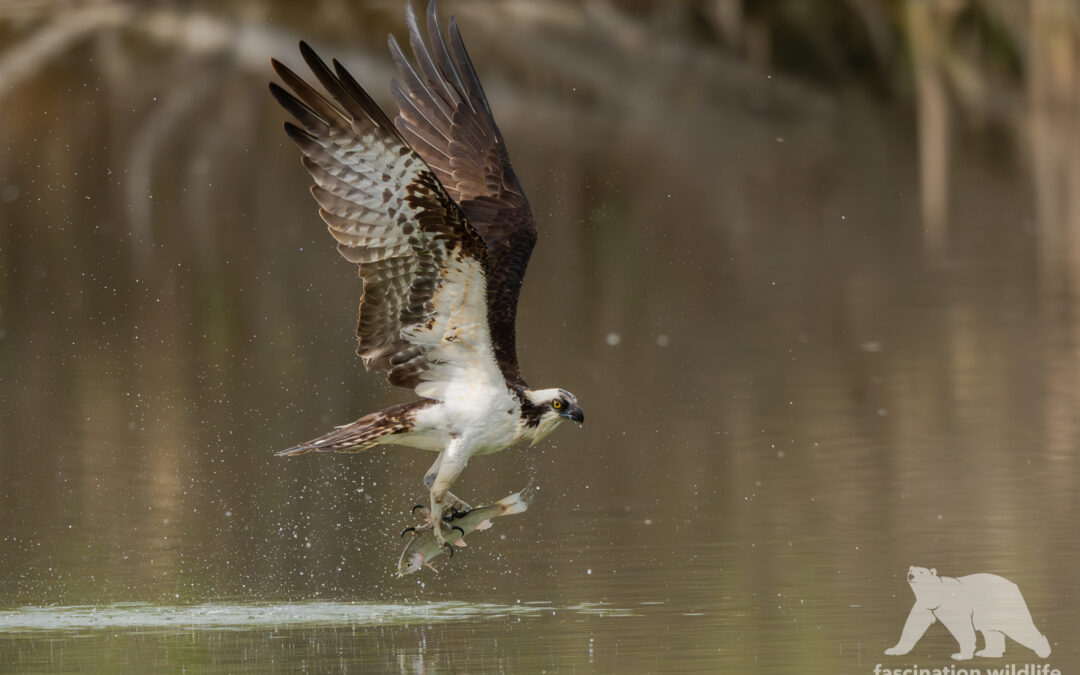 Osprey