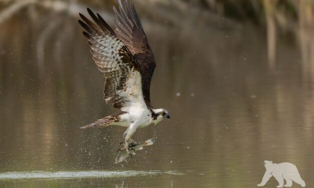 Osprey